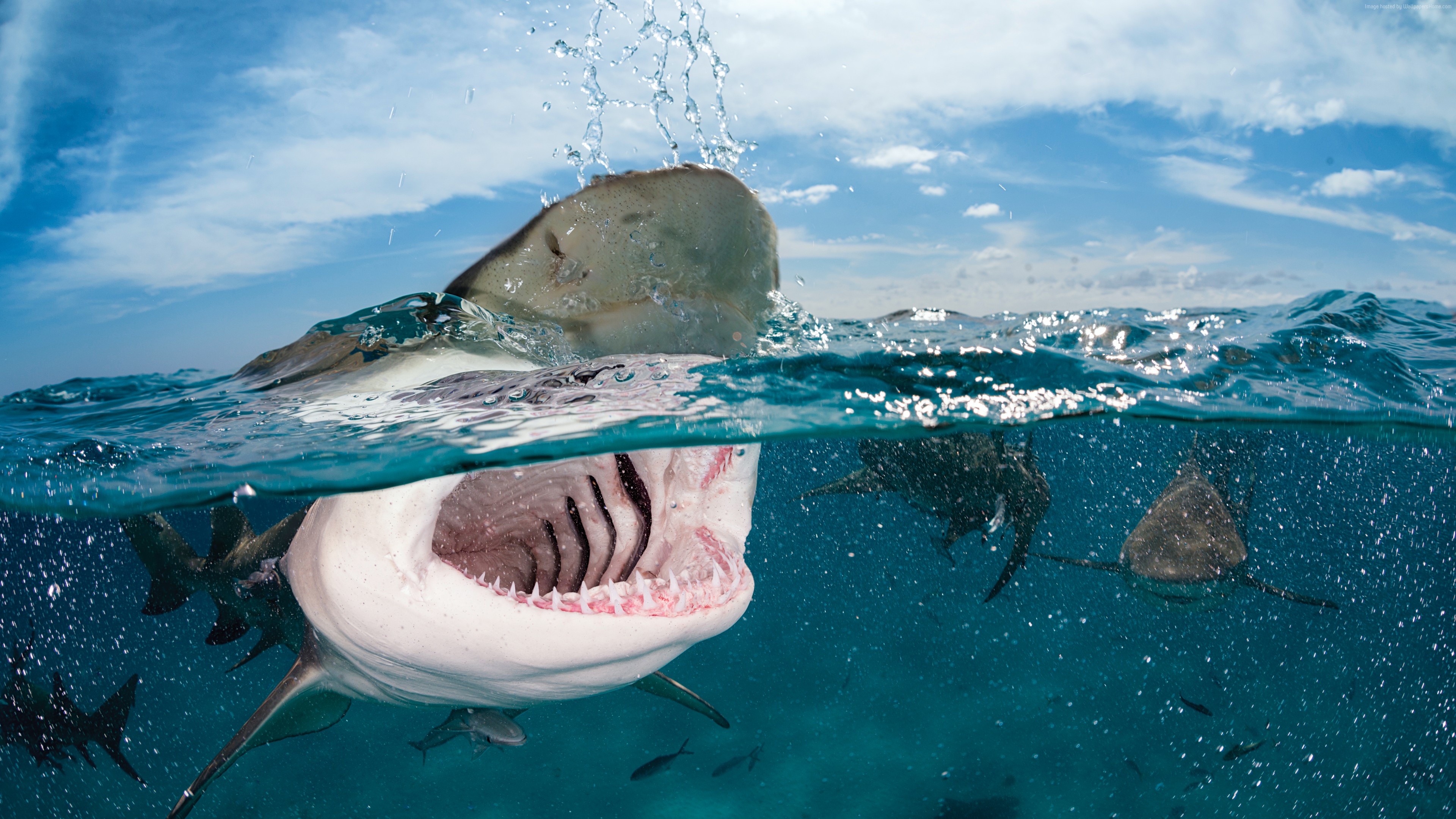Wallpaper Shark, 5k, 4k wallpaper, 8k, Indian, Caribbean, Atlantic Ocean, sea, diving, water, splash, sky, clouds, unerwater, jaws, blue, tourism, World&